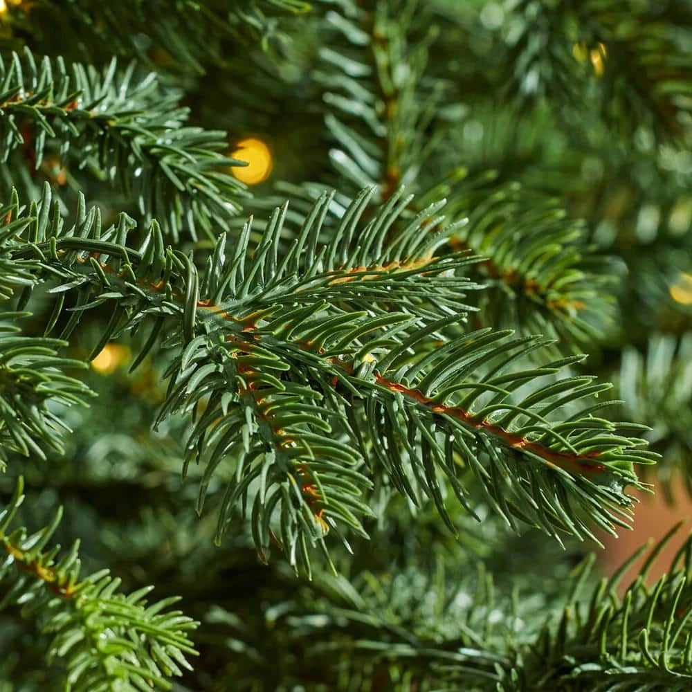 Home Decorators Collection 7.5 ft Elegant Grand Fir Christmas Tree 6 Home Decorators Collection 7.5 ft Elegant Grand Fir Christmas Tree - Image 4